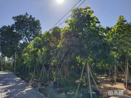 5公分澳洲火焰木