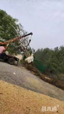 高度800厘米丛生白蜡