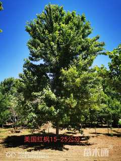 15公分美国红枫