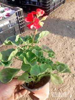 高度20厘米天竺葵