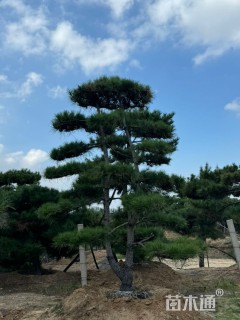 21公分造型油松