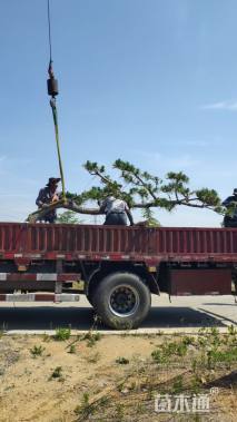 20公分造型油松