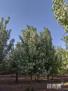 16公分垂丝海棠