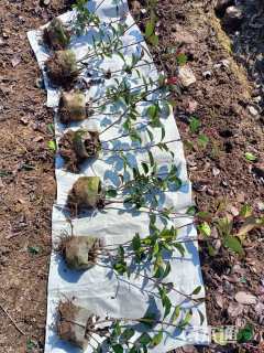 0.5公分红叶石楠