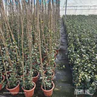 30厘米风车茉莉