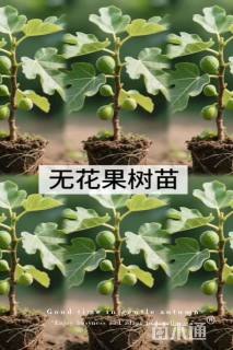高度60厘米无花果小苗