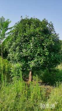 15公分红叶石楠