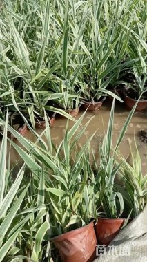 高度20厘米花叶芦竹