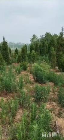 高度300厘米蜀桧