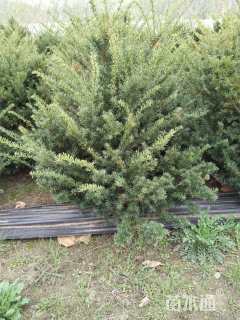 高度100厘米矮紫杉