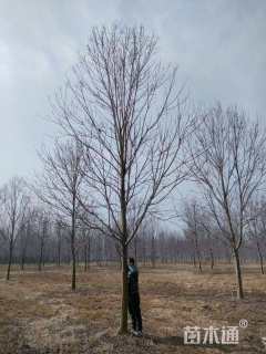 13公分美国红枫