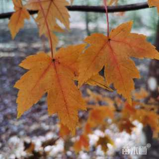 20公分美国红枫-秋火焰