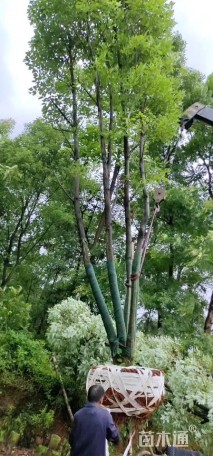 60公分多杆香樟