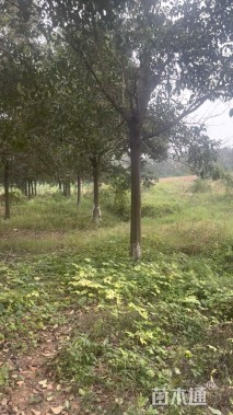 22公分大叶女贞