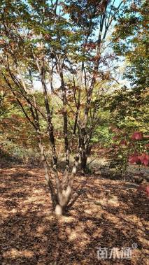 30公分(3杆)丛生榉树