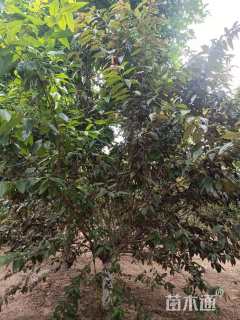 10公分红叶碧桃