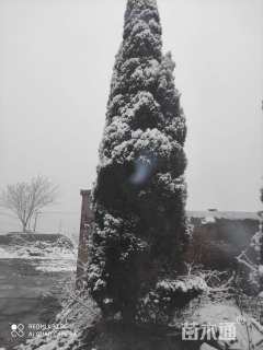 高度6000厘米雪松