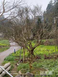 高度3厘米红花紫薇