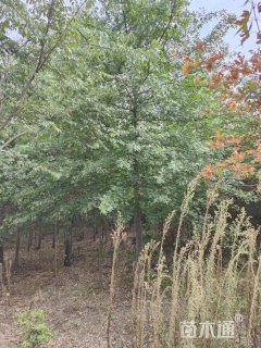 12公分北美枫香