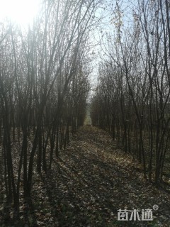 高度5500厘米丛生三角枫