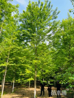 15公分美国红枫-秋火焰