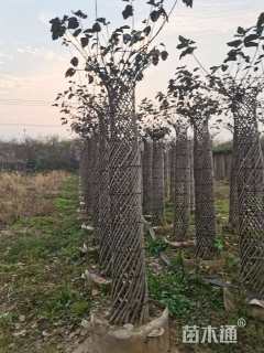 高度200厘米海棠花瓶