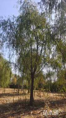 25公分速生垂柳