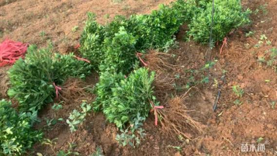 高度40厘米十大功劳