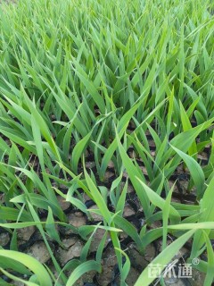 高度40厘米唐菖蒲