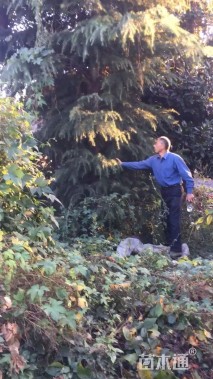 高度1200厘米雪松