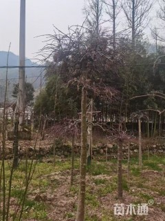 高度200厘米羽毛枫