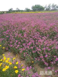 高雪轮种子高雪轮种子