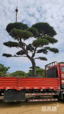 21公分造型黑松