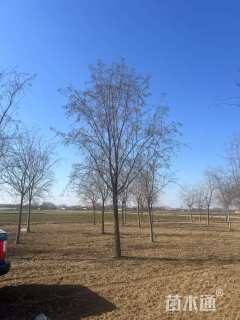 18公分桃叶卫矛