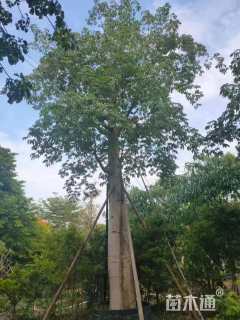 40公分大腹木棉