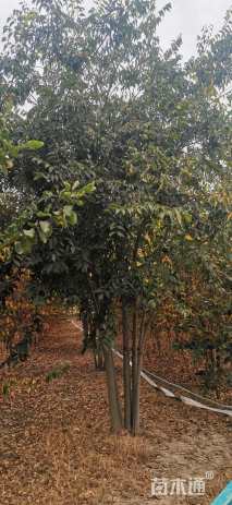 35公分丛生朴树