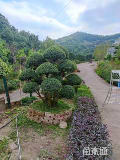 20公分造型赤楠