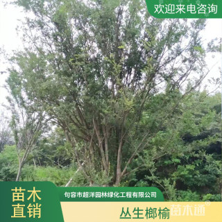 120公分丛生榔榆