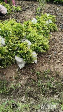 高度40厘米金森女贞小苗