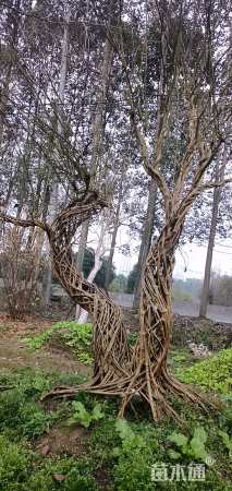 高度500厘米金弹子