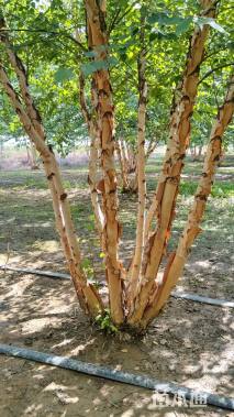 高度800厘米丛生河桦