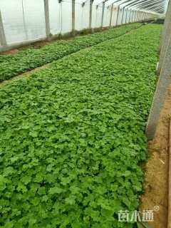 高度15厘米飞燕草