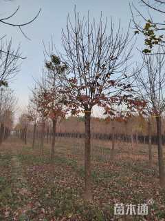 19公分秋紫白蜡