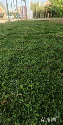 高度1厘米姬岩垂草