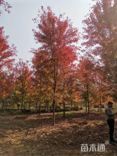 15公分美国红枫