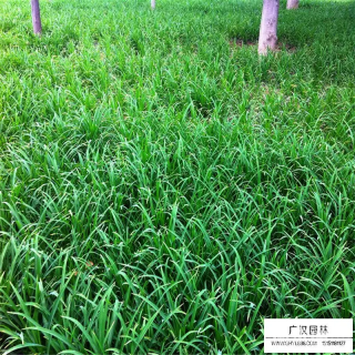 高度15厘米吉祥草