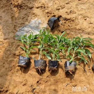 高度14厘米墨西哥鼠尾草