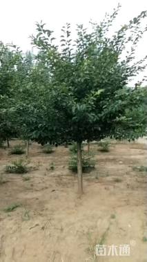 17公分染井吉野樱