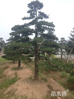 22公分造型五针松