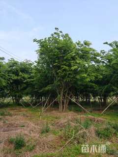 15公分(5杆)丛生朴树